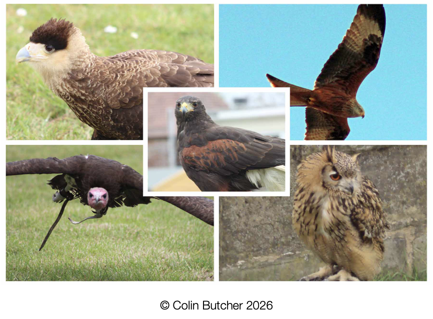 cb image birds