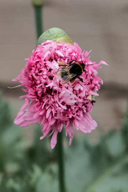 colin butcher flower
